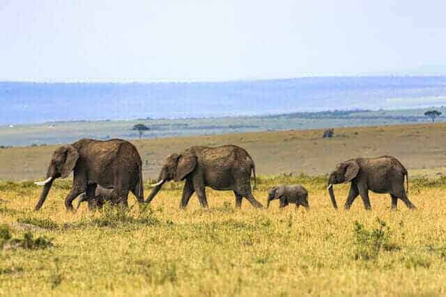 Arbatpinigiai Safariuose Kenijoje