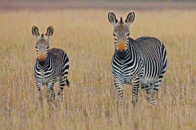 Fooien Zuid-Afrika Safari