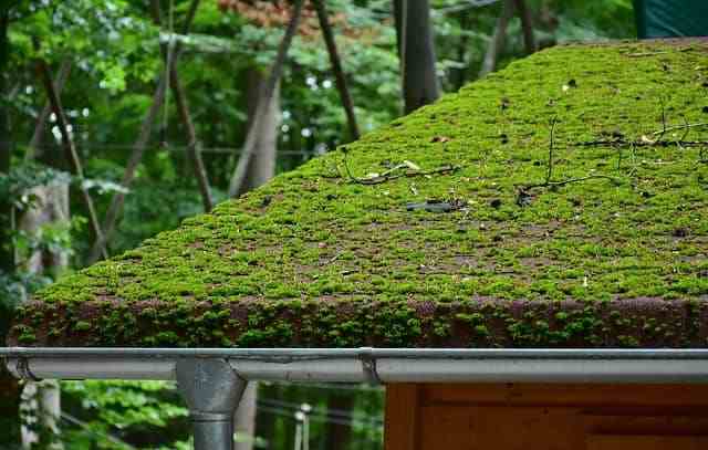 Θα σκοτώσει το Moss