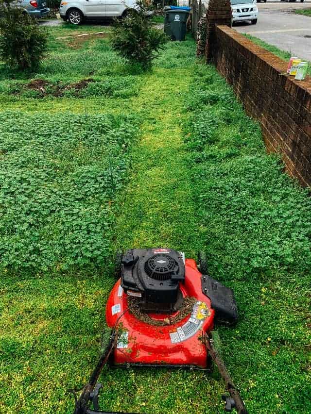 Lawn uye Bindu Zvinyorwa