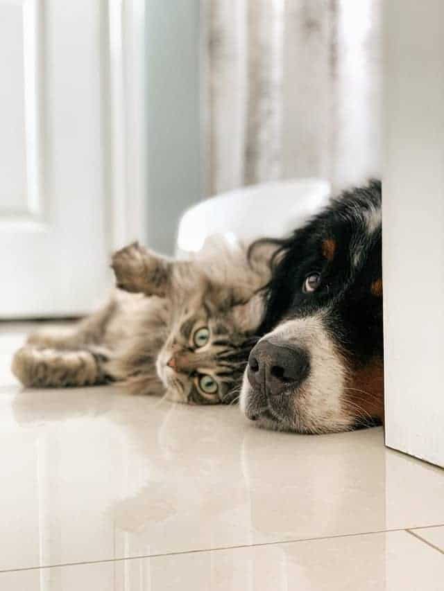 Pet Care Articles
