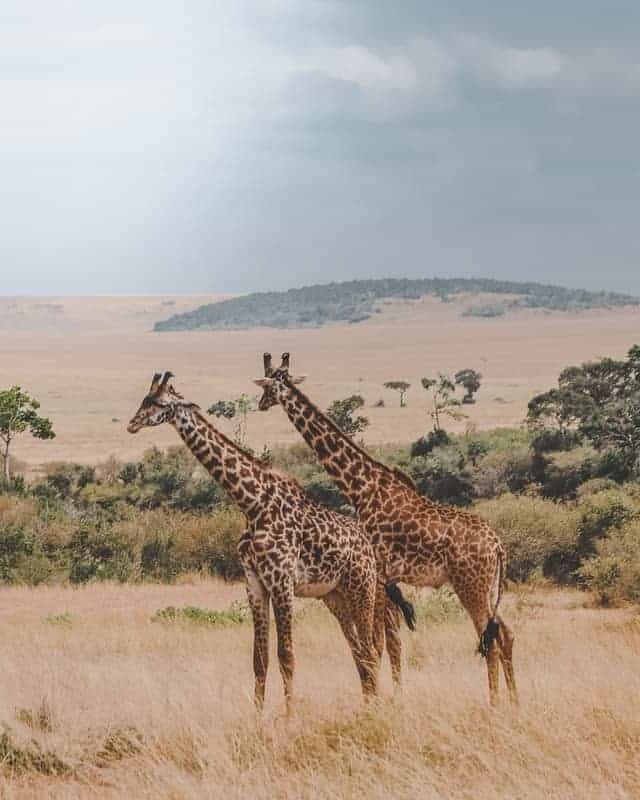 Safari 文章