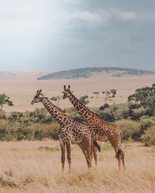 Safari Articles